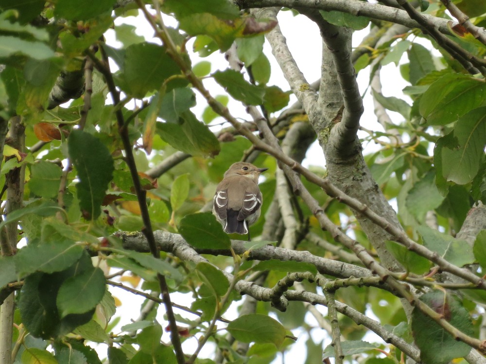 Foto: Davy De Groote