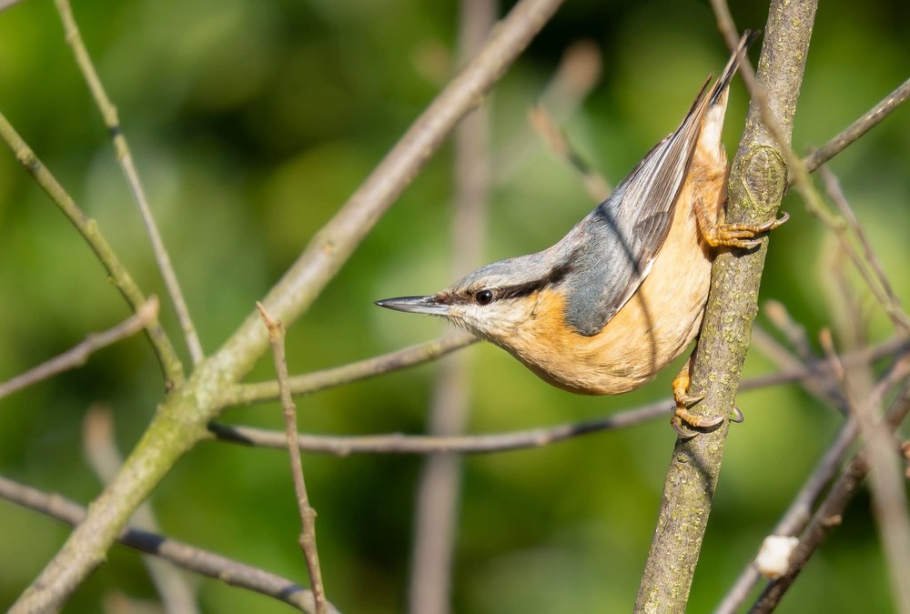 Foto: Dorien Désiron