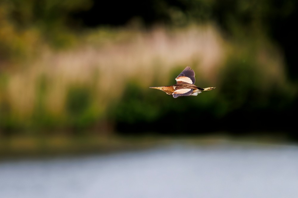 Foto: Lieven Van De Weghe
