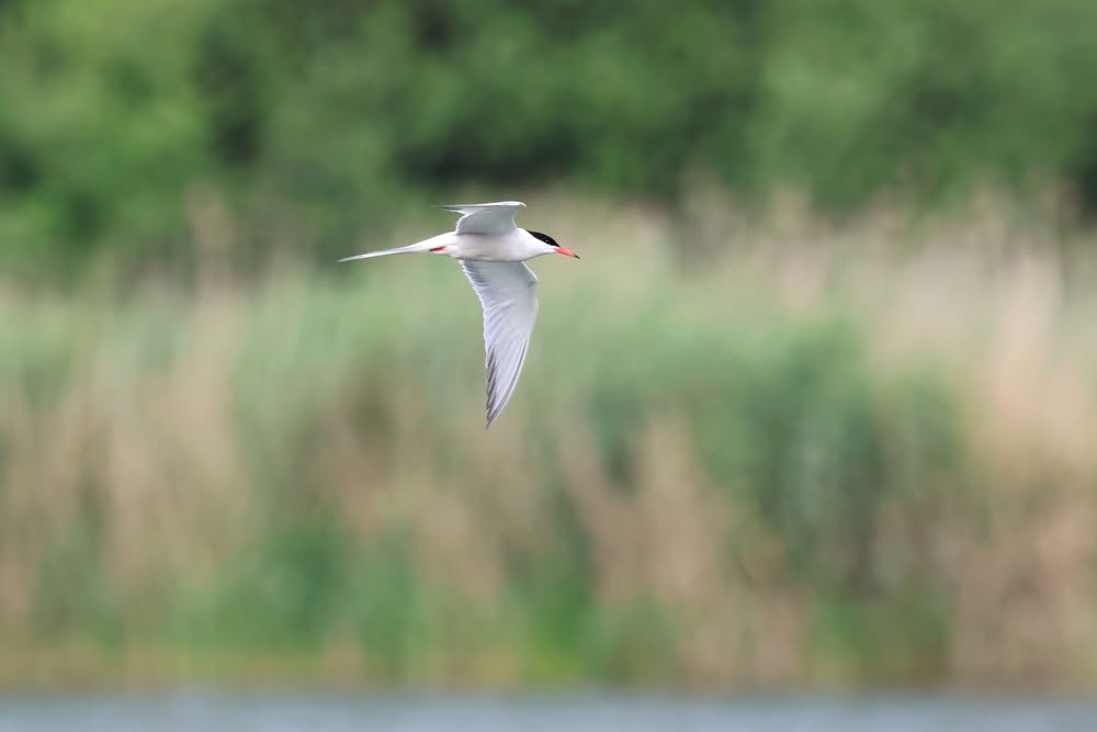 Visdief vliegt laag boven het water aan De Donk in Oudenaarde, met vleugels gespreid, tegen onscherpe groene oeverachtergrond.