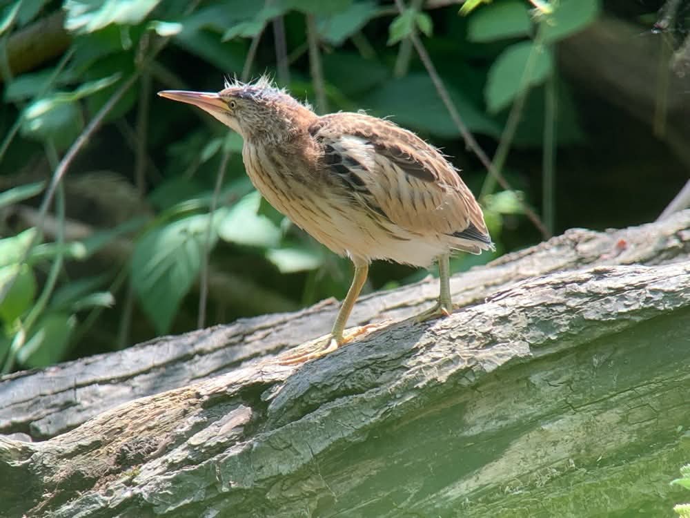 Juveniele woudaap met open snavel op tak, omringd door groene bladeren en onscherpe achtergrond.