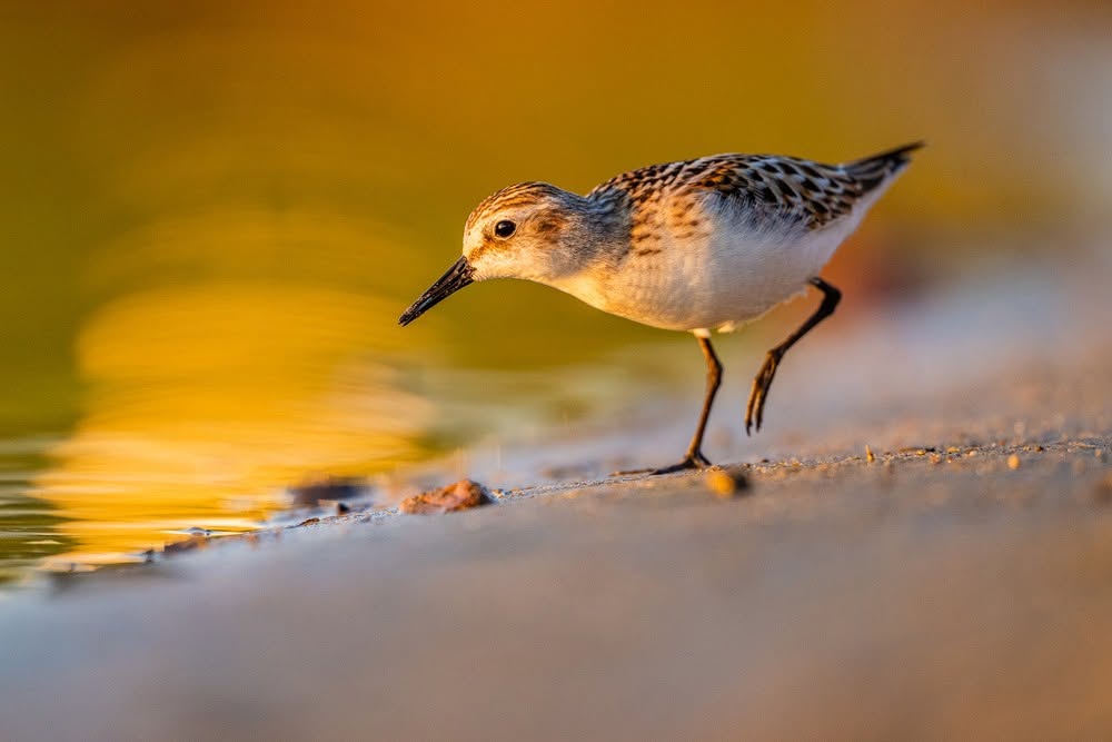 Kleine Strandloper met gestreepte veren loopt langs waterkant, snavel omlaag, warm zonlicht en onscherpe achtergrond.