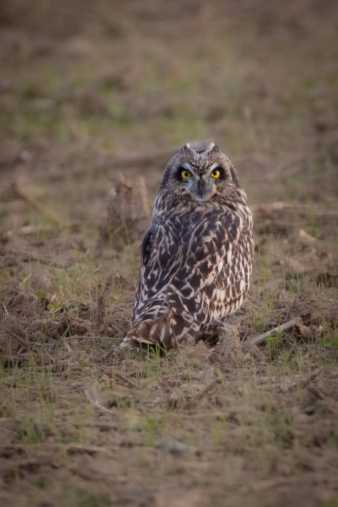 Velduil zit op de grond tussen gras en stenen in een natuurlijke omgeving.